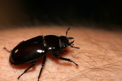 Prosopocoilus torresensis