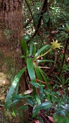 Guzmania lingulata