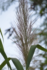 Miscanthus floridulus