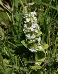 Ajuga reptans