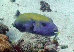 Arothron caeruleopunctatus