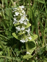 Ajuga reptans