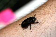 Prosopocoilus torresensis