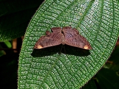 Emesis fastidiosa