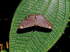 Emesis fastidiosa