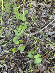 Dichondra occidentalis