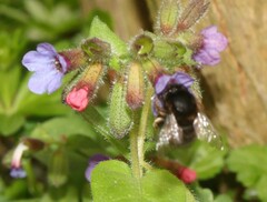 Anthophora plumipes