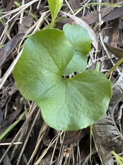 Dichondra occidentalis