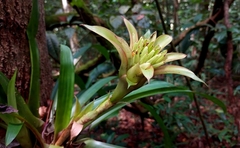 Guzmania lingulata