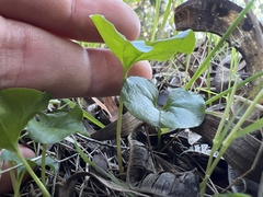 Dichondra occidentalis