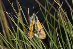 Brachodes