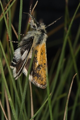 Brachodes