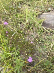 Agalinis neoscotica