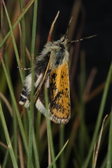 Brachodes