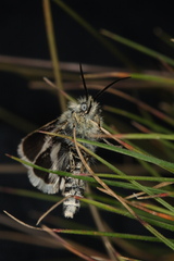 Brachodes
