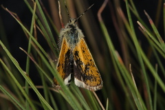 Brachodes
