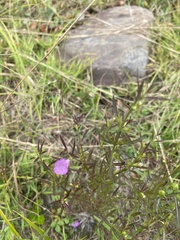 Agalinis neoscotica