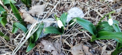 Galanthus woronowii