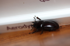 Prosopocoilus torresensis