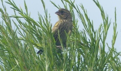 Euplectes capensis capensis
