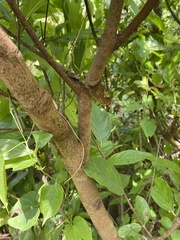 Crossopteryx febrifuga