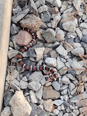 Lampropeltis polyzona