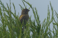 Euplectes capensis capensis