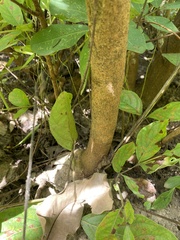 Crossopteryx febrifuga