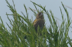 Euplectes capensis capensis