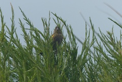 Euplectes capensis capensis