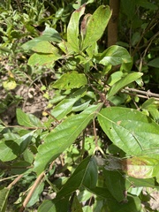 Crossopteryx febrifuga