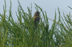 Euplectes capensis capensis