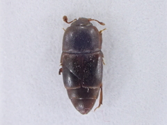 Carpophilus