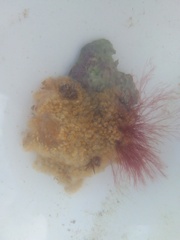 Aplidium glabrum