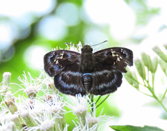Quadrus cerialis