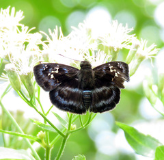 Quadrus cerialis