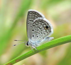 Hemiargus hanno