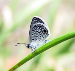 Hemiargus hanno