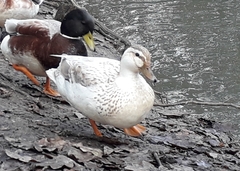 Anas platyrhynchos domesticus