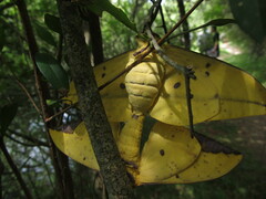Eacles imperialis magnifica