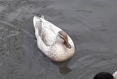 Anas platyrhynchos domesticus