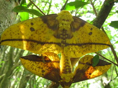 Eacles imperialis magnifica