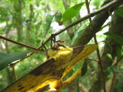 Eacles imperialis magnifica