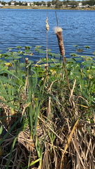 Typha latifolia