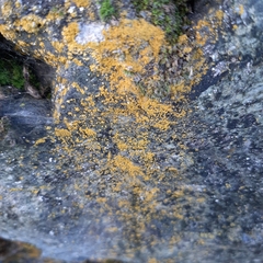 Flavoplaca