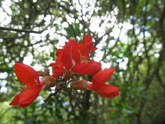 Camptosema rubicundum