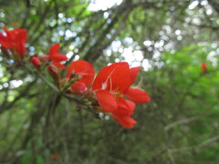 Camptosema rubicundum