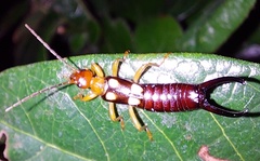 Forficula smyrnensis