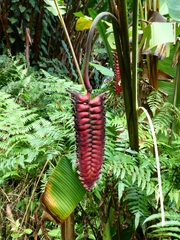 Heliconia mariae