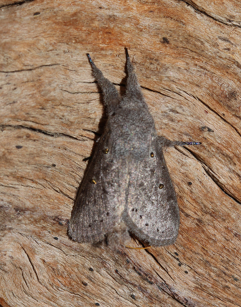Haplopacha